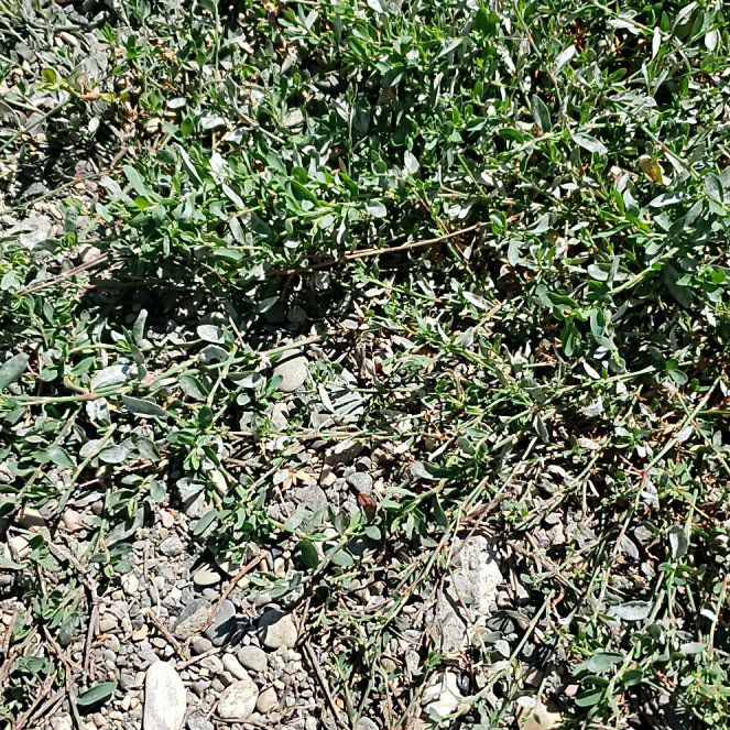Photo of the plant species American Knotweed by @BoldCogongrass named Apollo on Greg, the plant care app