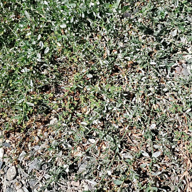 Photo of the plant species American Knotweed by @BoldCogongrass named Dolores on Greg, the plant care app