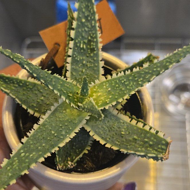 Photo of the plant species Assorted Gasteria by @NonpareilBlinks named Emerson on Greg, the plant care app