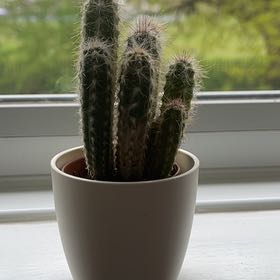 Photo of the plant species Hairy Cereus by @BubblyTallsedge named hedge on Greg, the plant care app