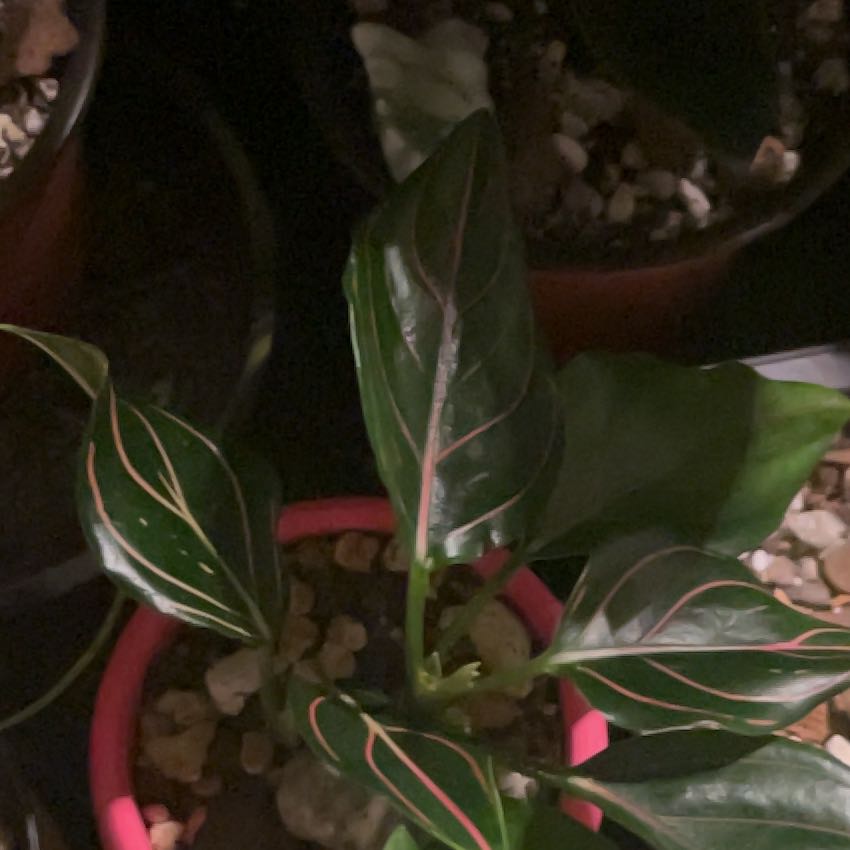 Photo of the plant species Aglaonema commutatum 'Red Vein' by @SweetCandytuft named Ronaldo on Greg, the plant care app