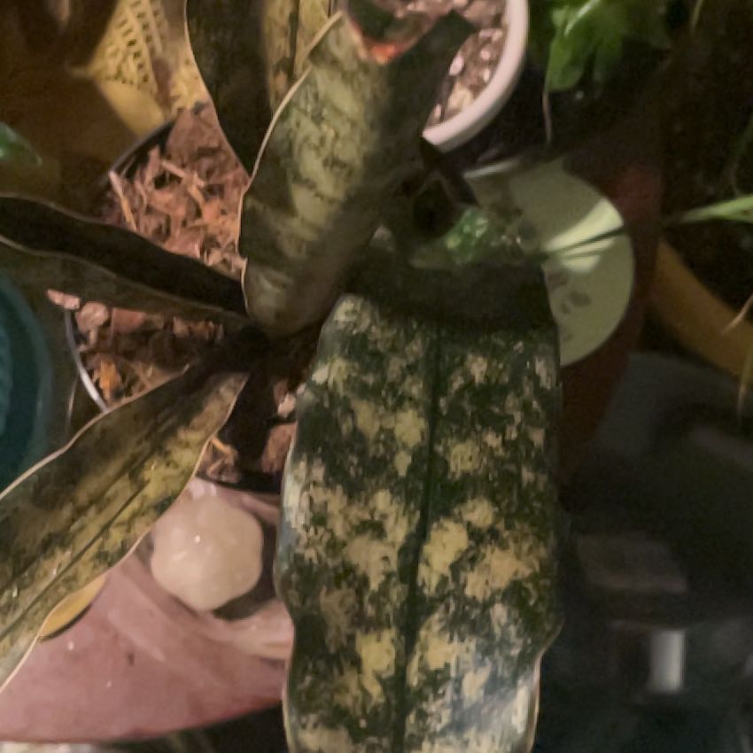 Photo of the plant species Dracaena kirkii 'Coppertone' by @SweetCandytuft named Terra on Greg, the plant care app