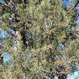 Photo of the plant species Cupressus arizonica by @WunderkindAlula named Khaleesi on Greg, the plant care app