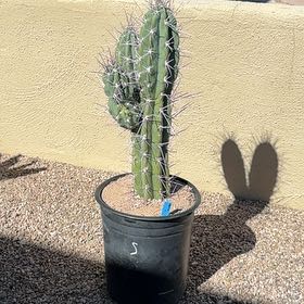 Photo of the plant species Organ Pipe Cactus by @WunderkindAlula named Achilles on Greg, the plant care app
