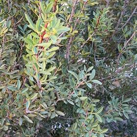 Photo of the plant species Mastic by @WunderkindAlula named Foxxy on Greg, the plant care app