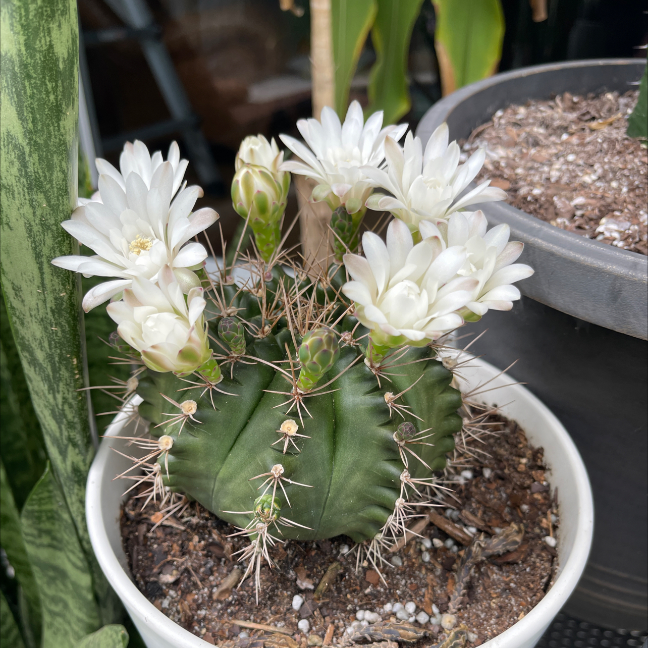 Gymnocalycium stenopleurum cactus with white flowers blooming in a pot.
