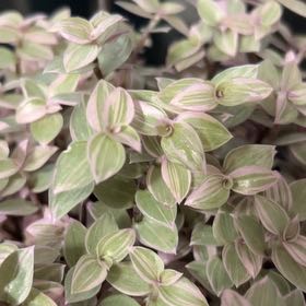 Photo of the plant species Pink Panther Tradescantia by @PiquantBushhoya named Pinky on Greg, the plant care app