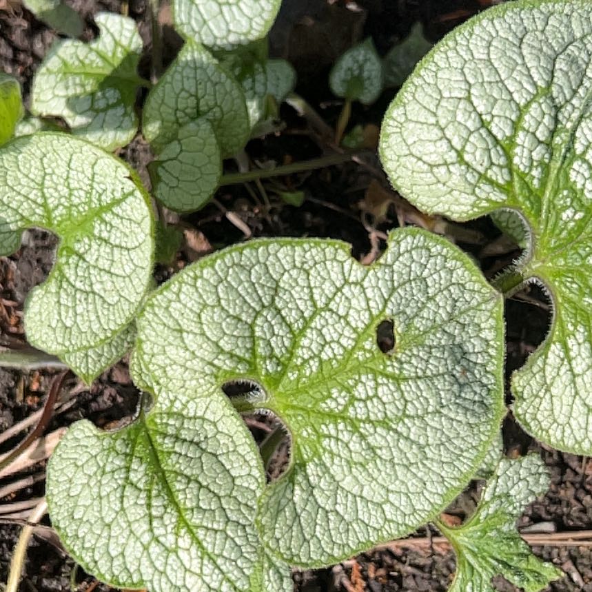 Close-up of false Forget-Me-Not plant with healthy, veined leaves.