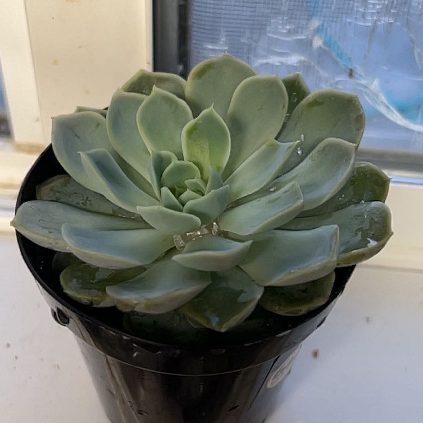 Echeveria 'Arctic Ice' succulent in a black pot on a windowsill.