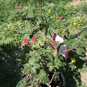 Photo of the plant species Grandiflora Rose by @BestFittonia named Rosa on Greg, the plant care app