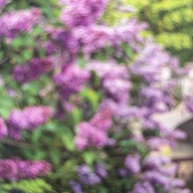 Photo of the plant species Syringa 'Kim' by @BestFittonia named Aristotle on Greg, the plant care app