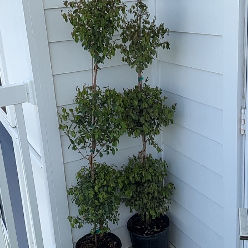 Photo of the plant species Portulacaria afra 'Topiary Tree Single Stem' by @lmp1220 named Topiary on Greg, the plant care app