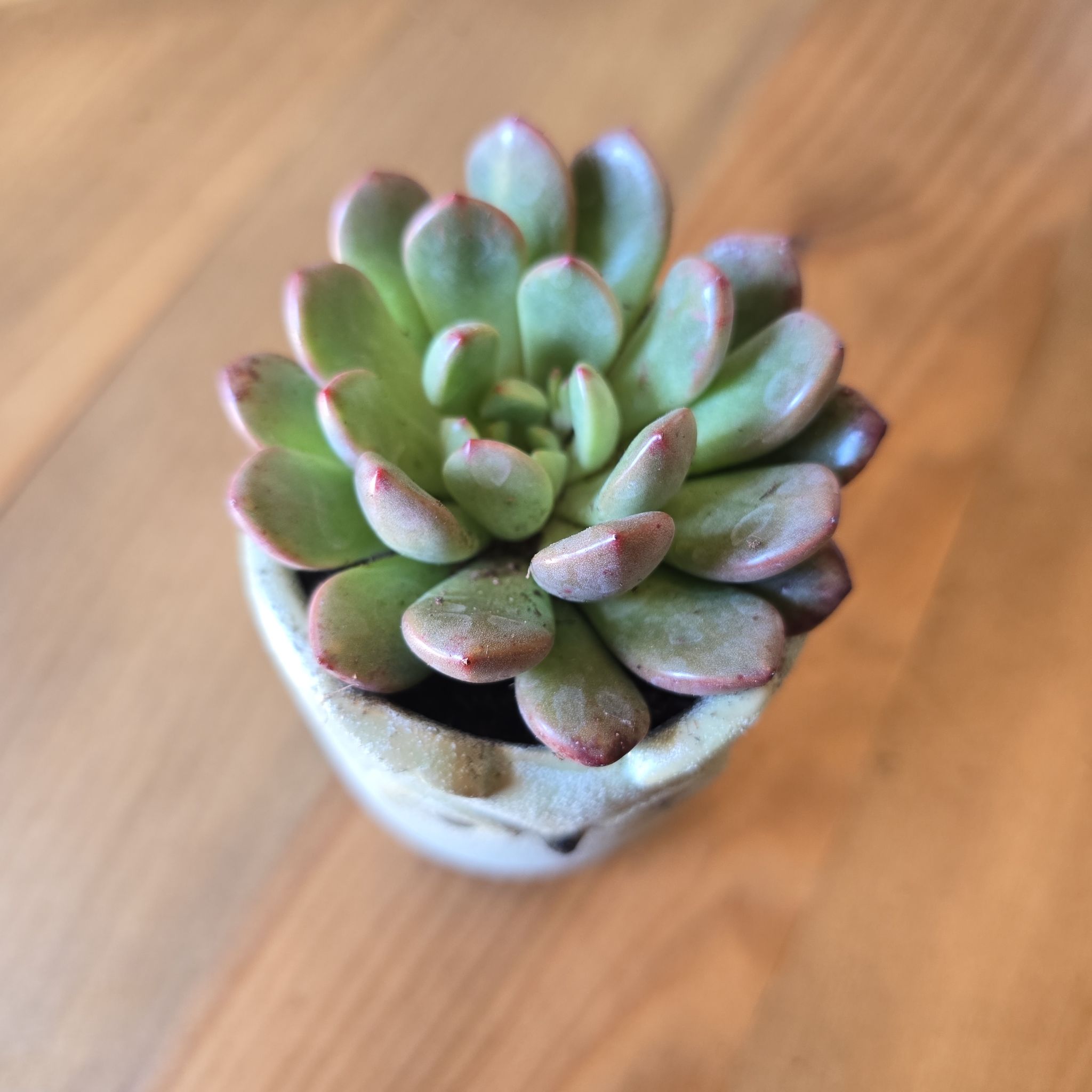 Graptoveria 'Bashful™' succulent in a small pot, healthy with no visible discoloration.