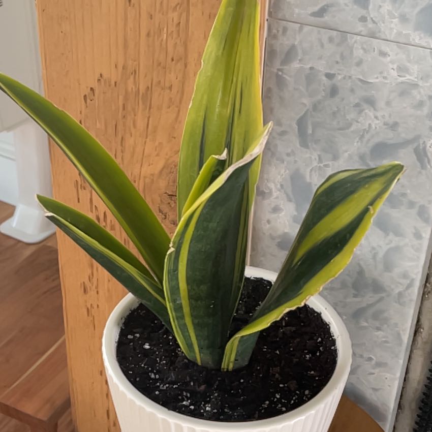 Photo of the plant species Sansevieria 'La Rubia' by @UnbrokenKonjac named La Rubia on Greg, the plant care app