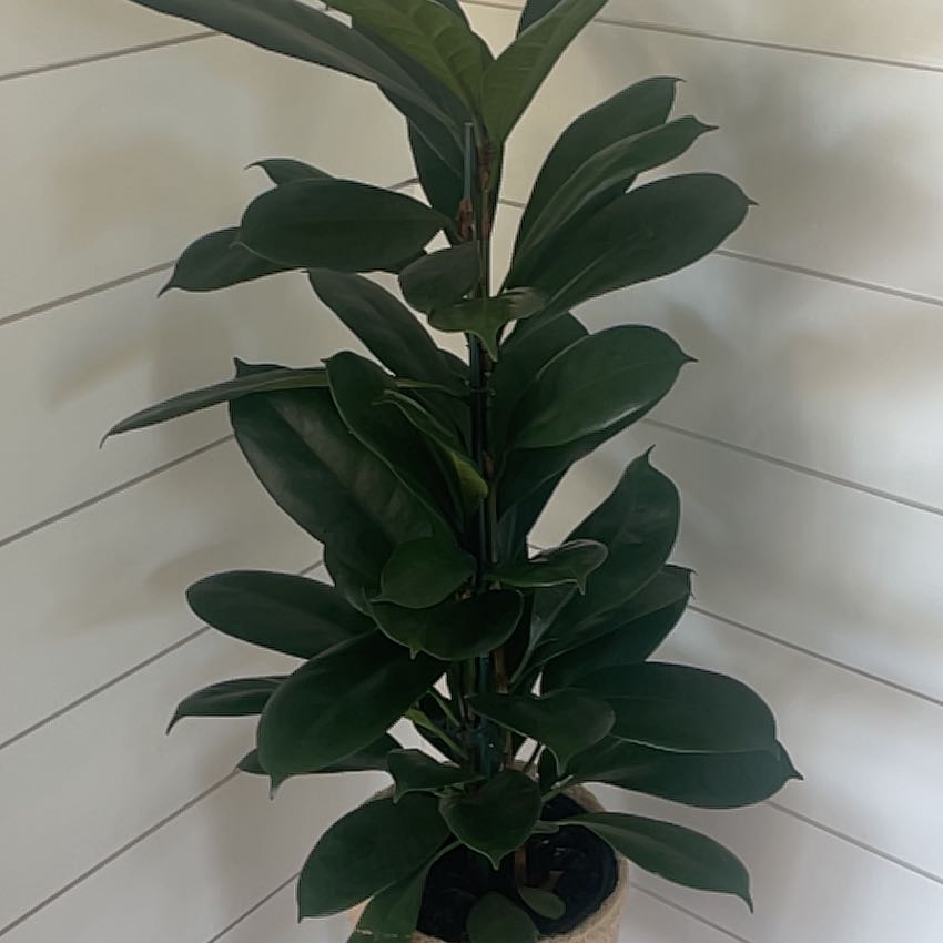 Photo of the plant species African Fig by @UnbrokenKonjac named African Fig on Greg, the plant care app