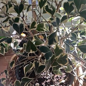 Photo of the plant species Ficus Triangularis by @UnbrokenKonjac named Ficus Triangularis on Greg, the plant care app