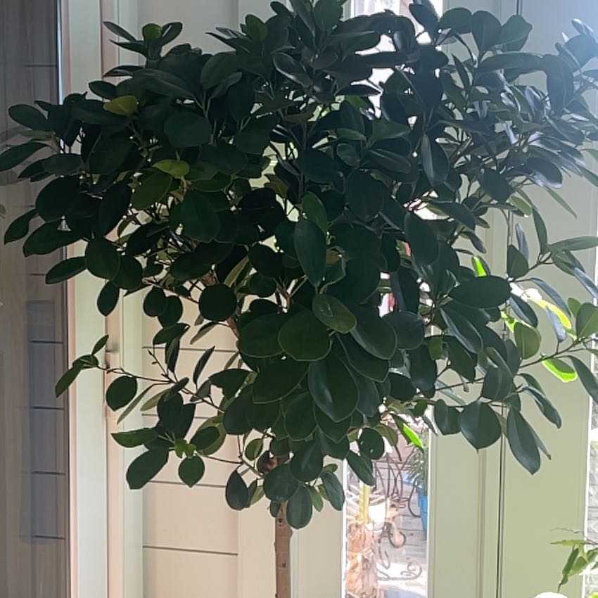 Photo of the plant species Ficus Moclame by @UnbrokenKonjac named Moclame on Greg, the plant care app