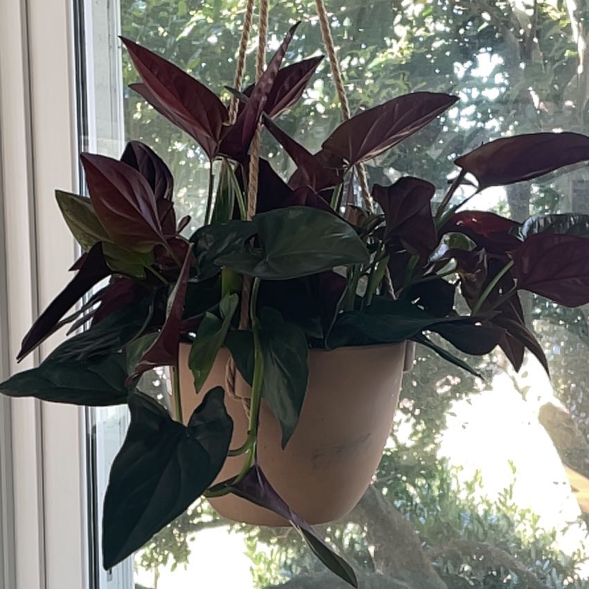 Photo of the plant species Syngonium Erythrophyllum by @UnbrokenKonjac named Llano-Carti Syngonium on Greg, the plant care app