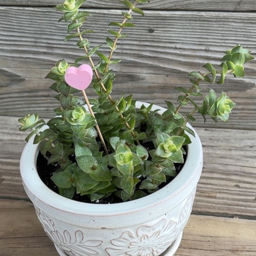 Photo of the plant species Variegated String of Buttons by @UnbrokenKonjac named Crassula Perforata Variegata on Greg, the plant care app