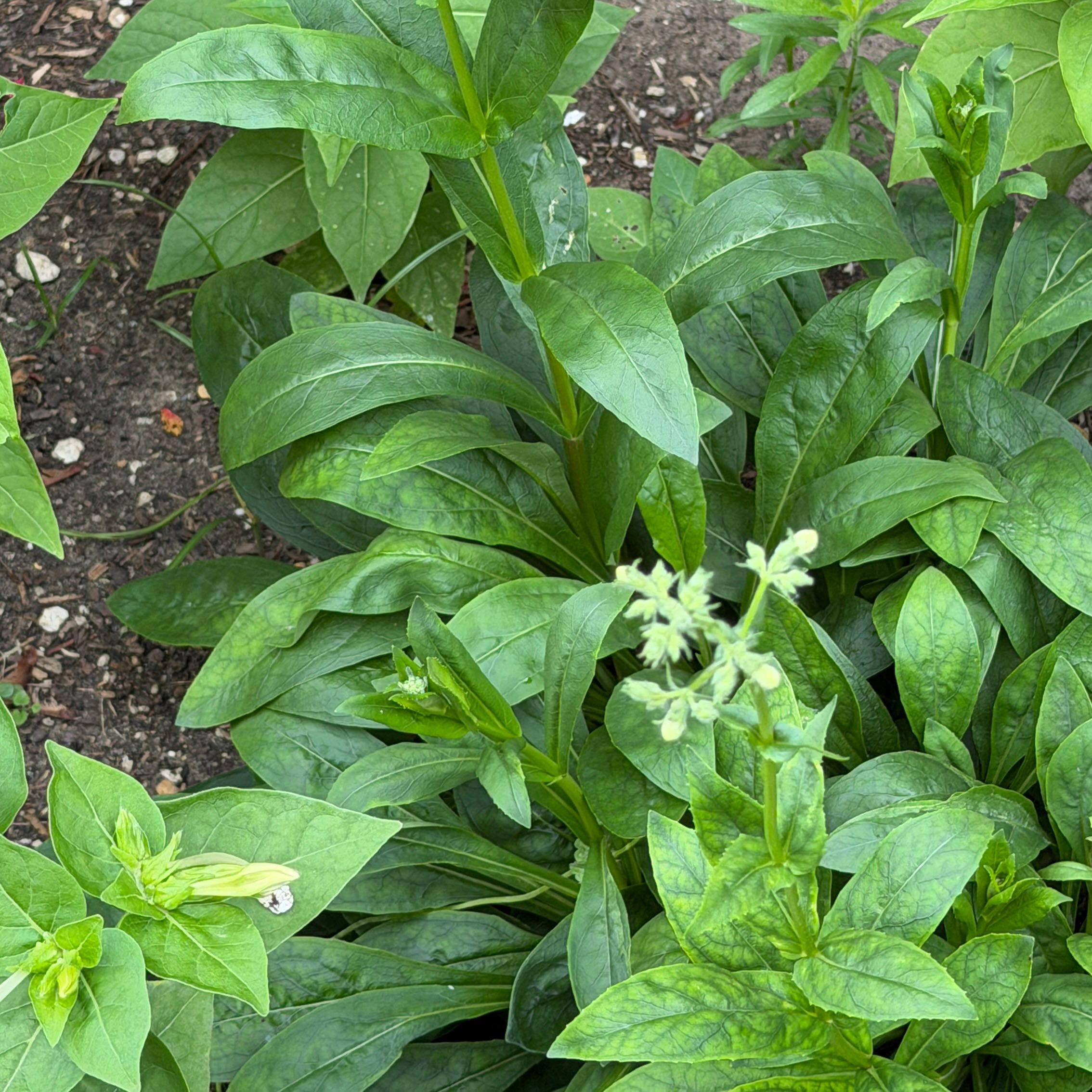 Photo of the plant species Broadleaf Forget-Me-Not by @SassyCosmobaby named Tree Diddy on Greg, the plant care app