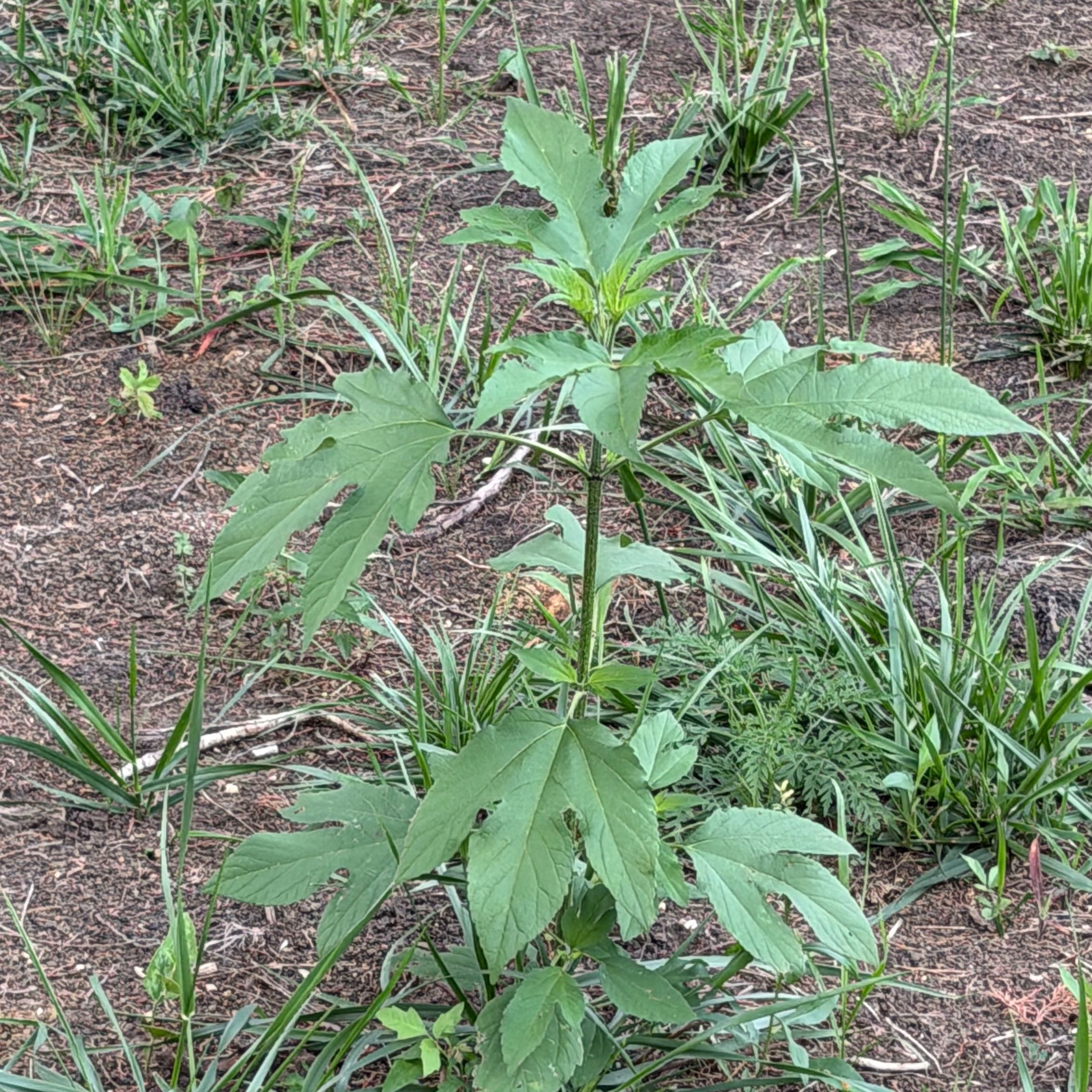 Photo of the plant species Giant Ragweed by @SassyCosmobaby named Beckham on Greg, the plant care app