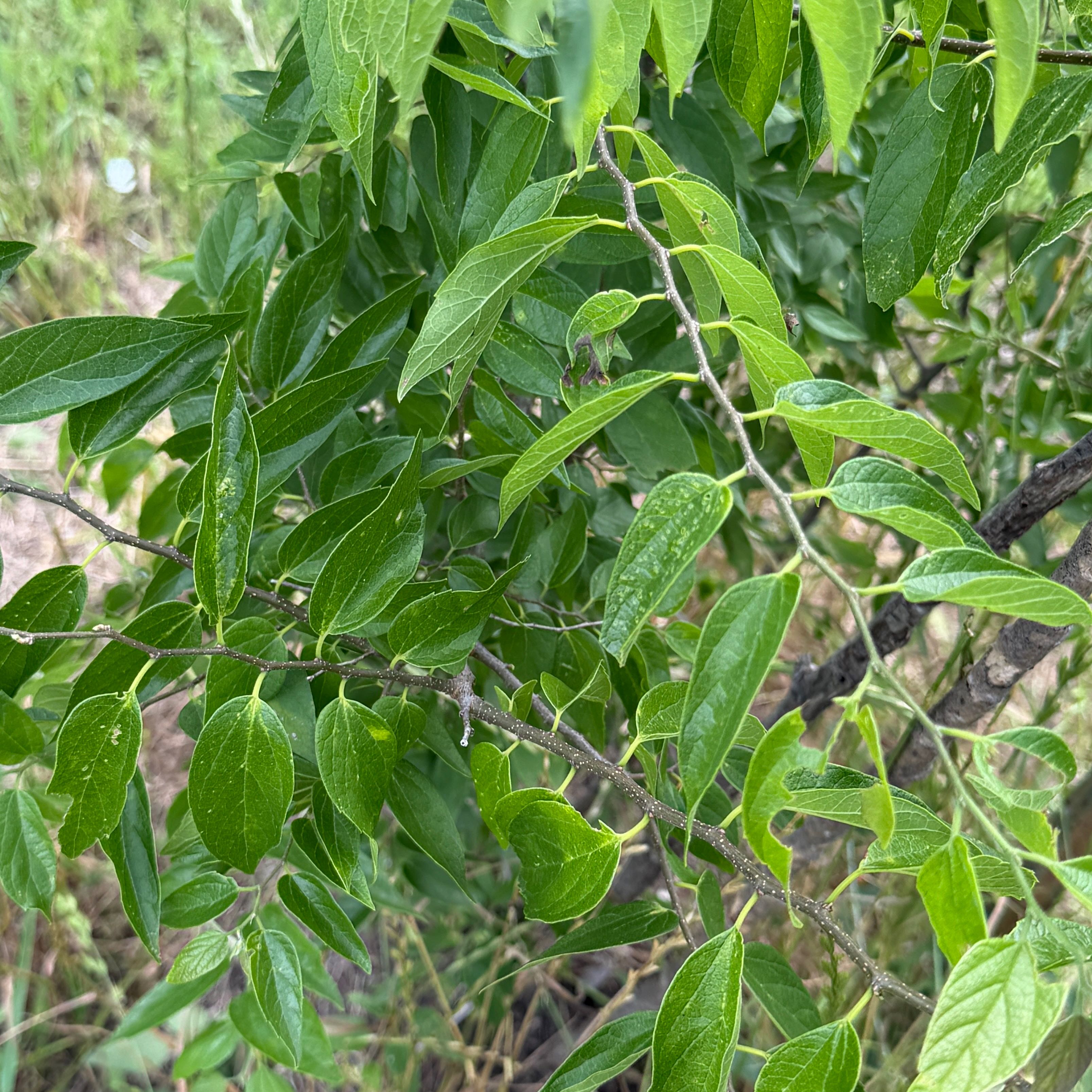 Photo of the plant species European Hackberry by @SassyCosmobaby named Einstein on Greg, the plant care app