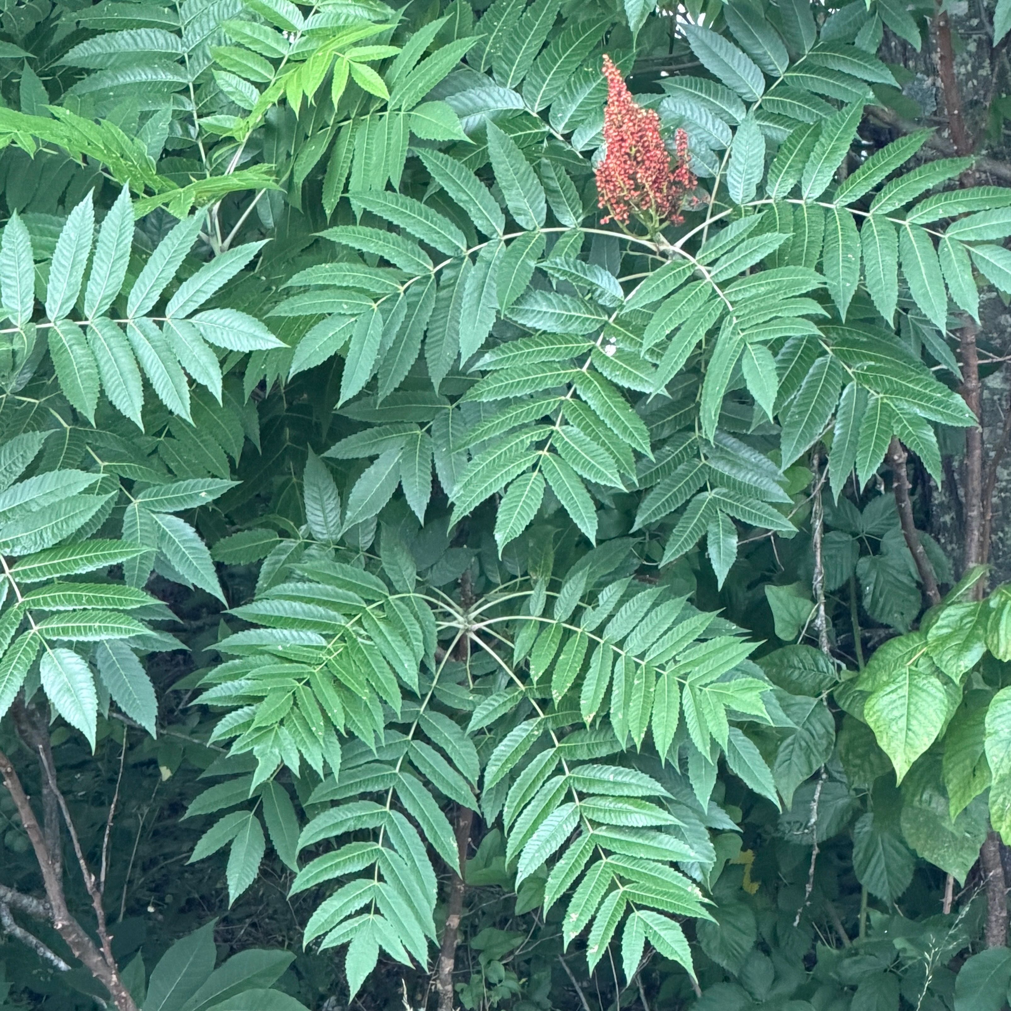 Photo of the plant species Staghorn Sumac by @SassyCosmobaby named Sir Plancelot on Greg, the plant care app