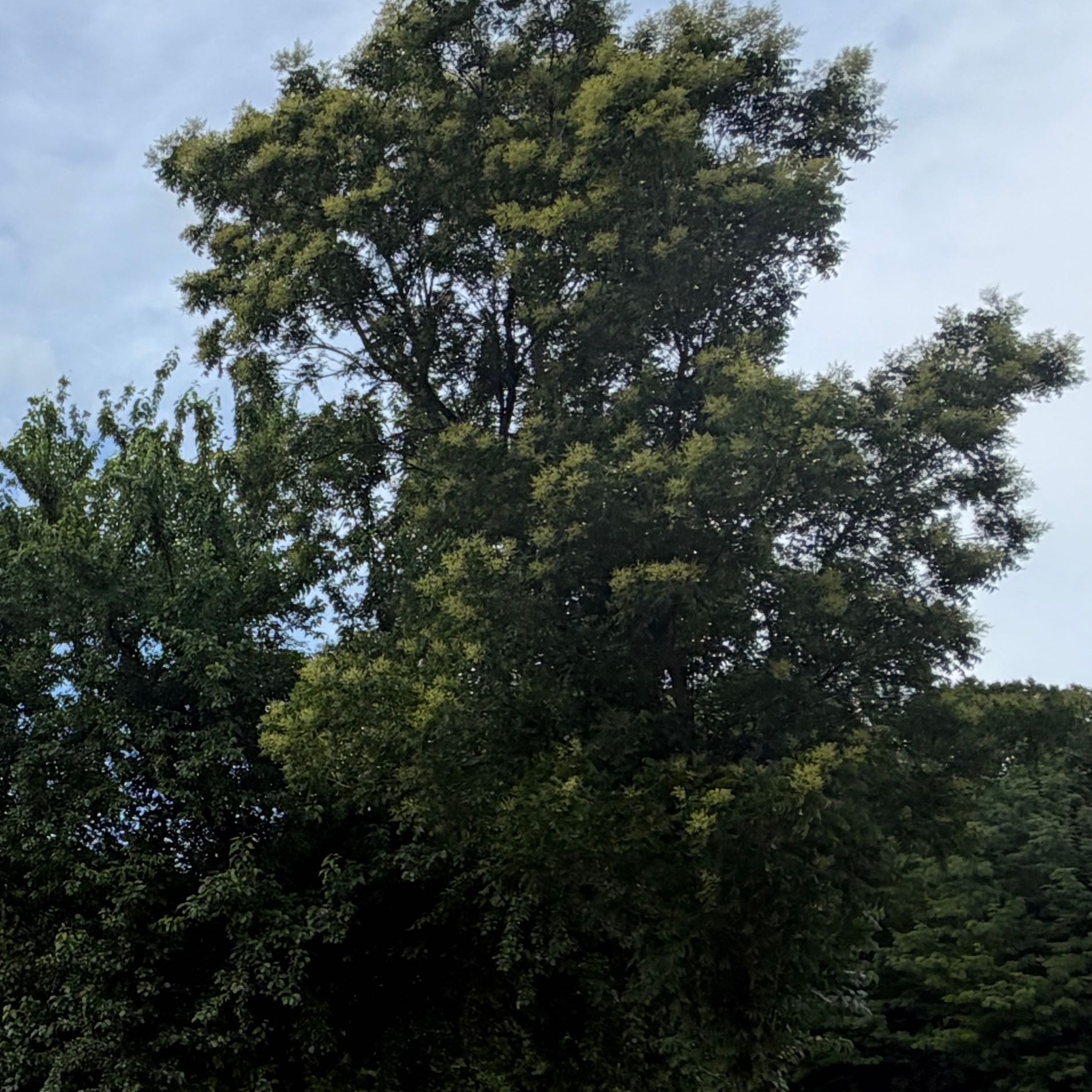 Photo of the plant species European Ash by @SassyCosmobaby named Winston on Greg, the plant care app