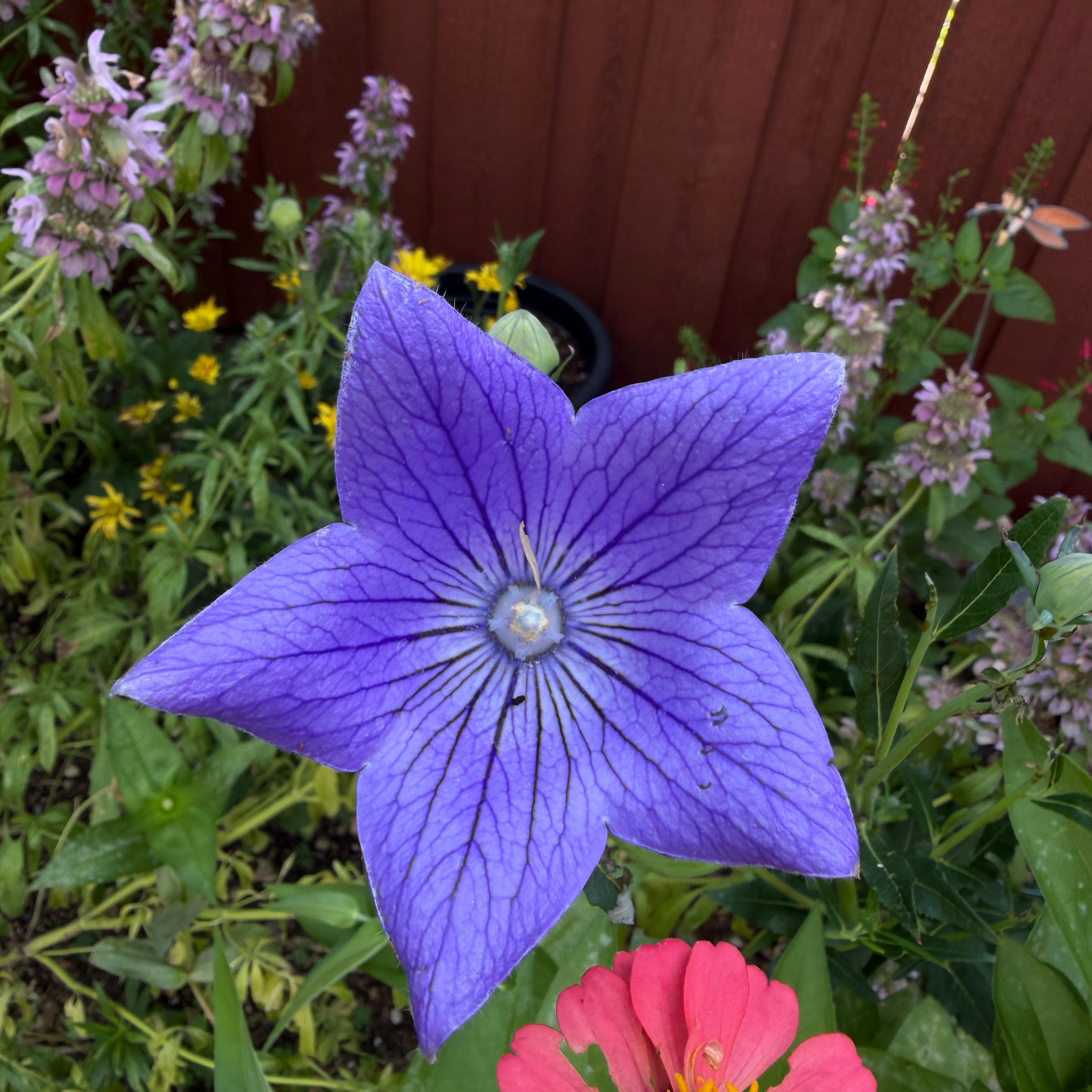 Photo of the plant species Balloon-Flower by @SassyCosmobaby named Naomi on Greg, the plant care app