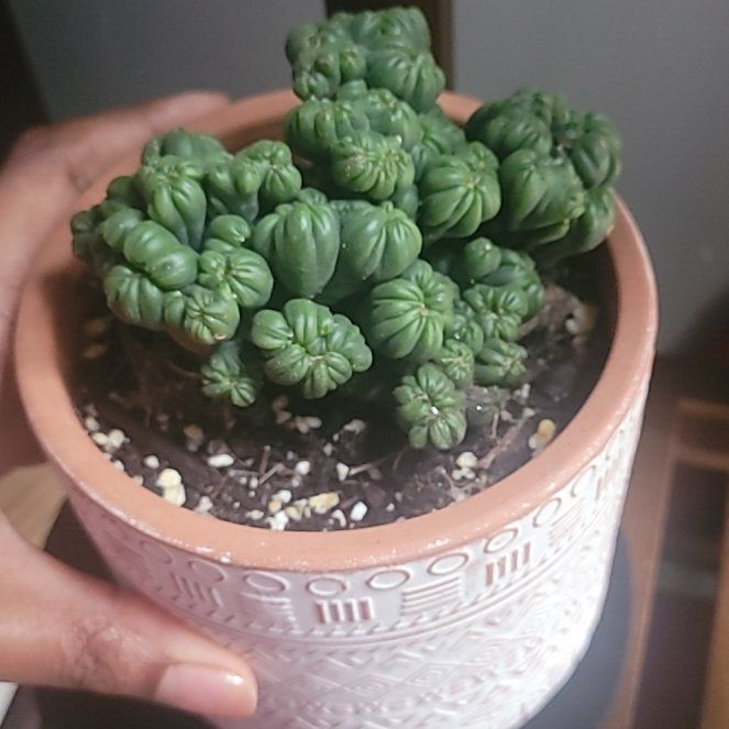 Photo of the plant species Crested Ming Thing by @BeamingAdelinia named Lebron on Greg, the plant care app