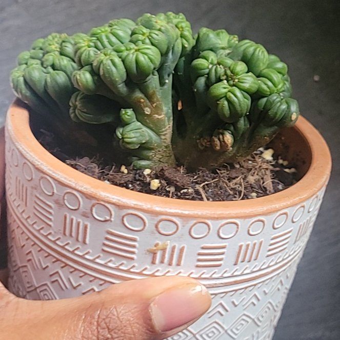 Photo of the plant species Crested Ming Thing by @BeamingAdelinia named Xena on Greg, the plant care app