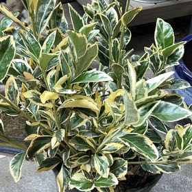 Photo of the plant species Emerald Gaiety Euonymus by @GreenMineral named Dax on Greg, the plant care app