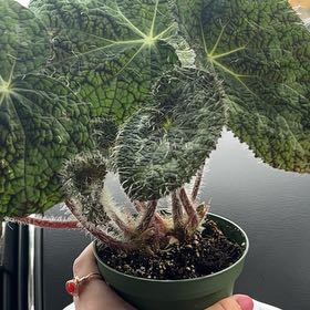 Photo of the plant species Fuzzy Begonia by @FirstRadish named Harmon on Greg, the plant care app