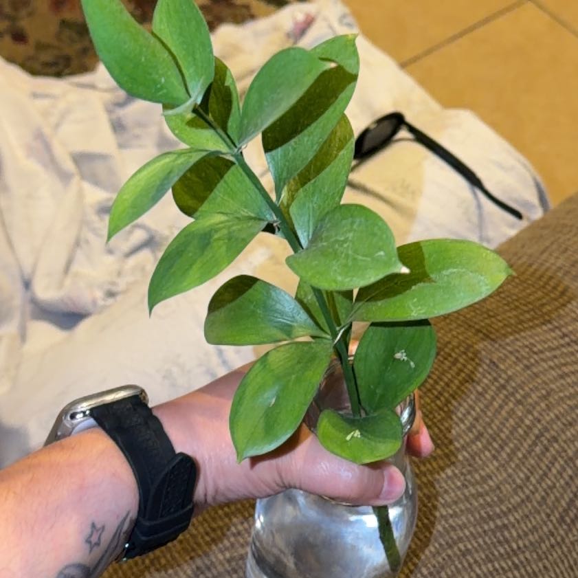 Photo of the plant species Waxleaf Privet by @HumblePalepuma named Bodhi on Greg, the plant care app