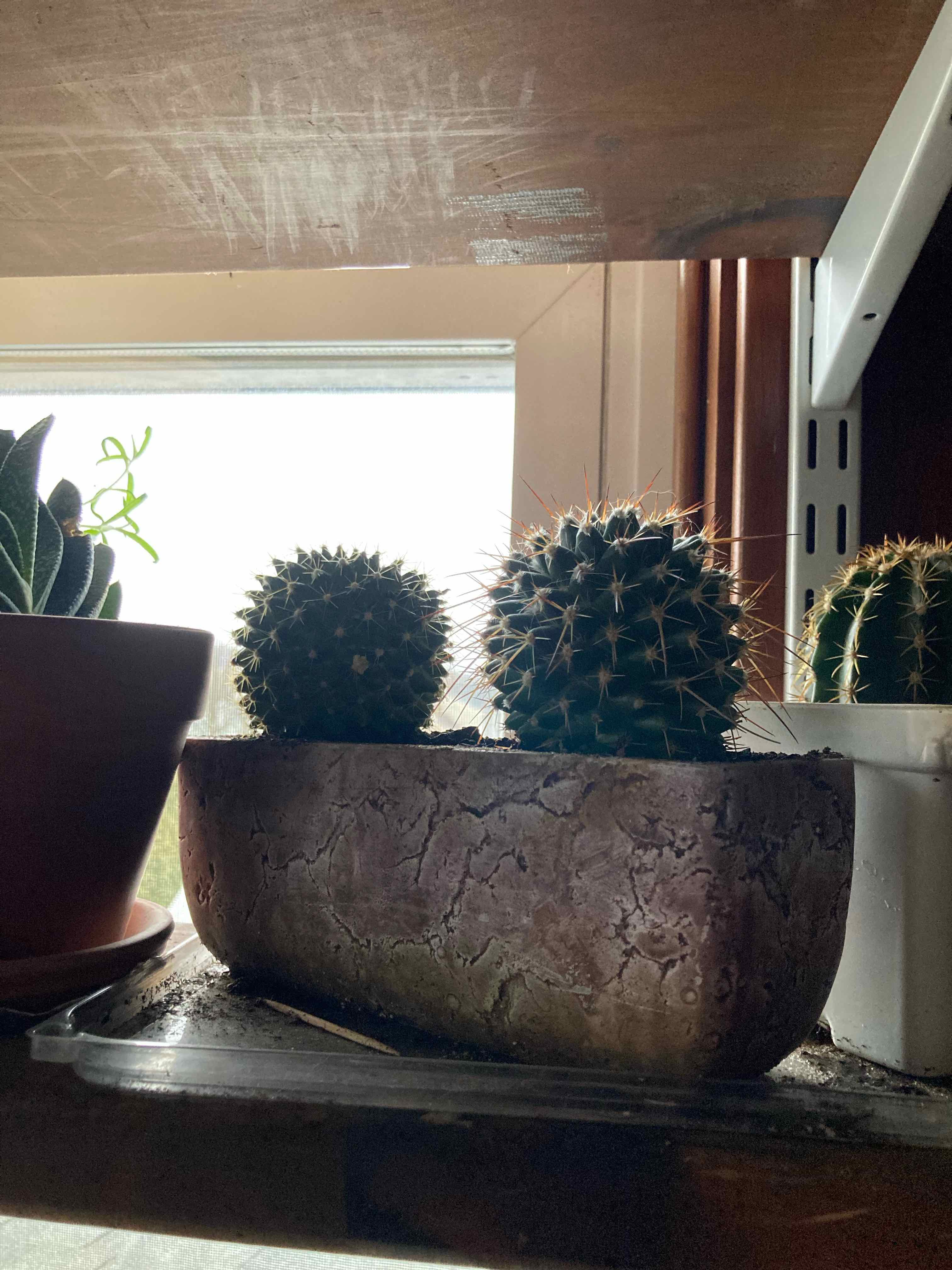 Photo of the plant species Mother of Hundreds by Megan named margeret & mike on Greg, the plant care app