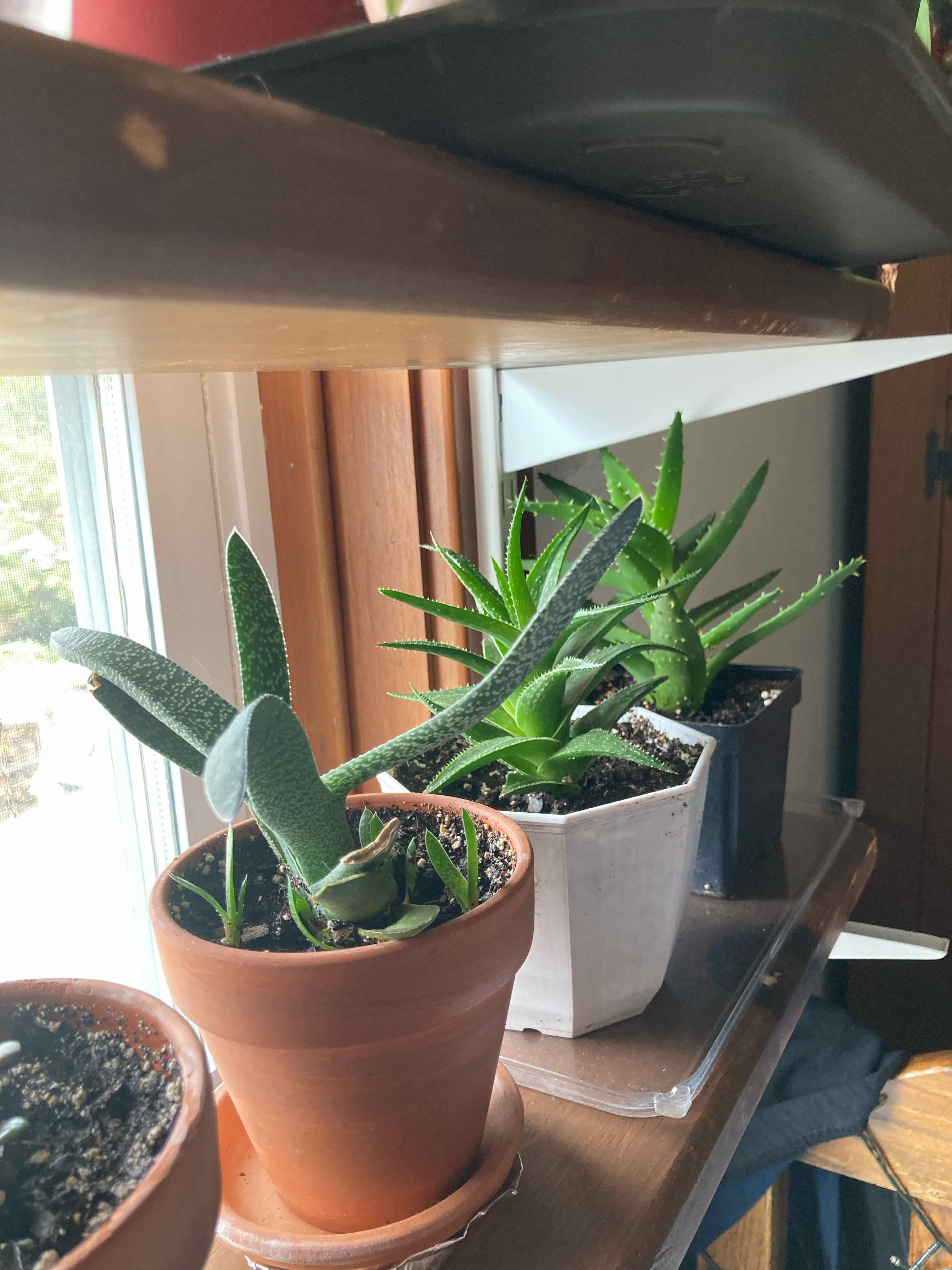Aloe vera plant photo by Megan named aloe army on Greg, the plant care app.