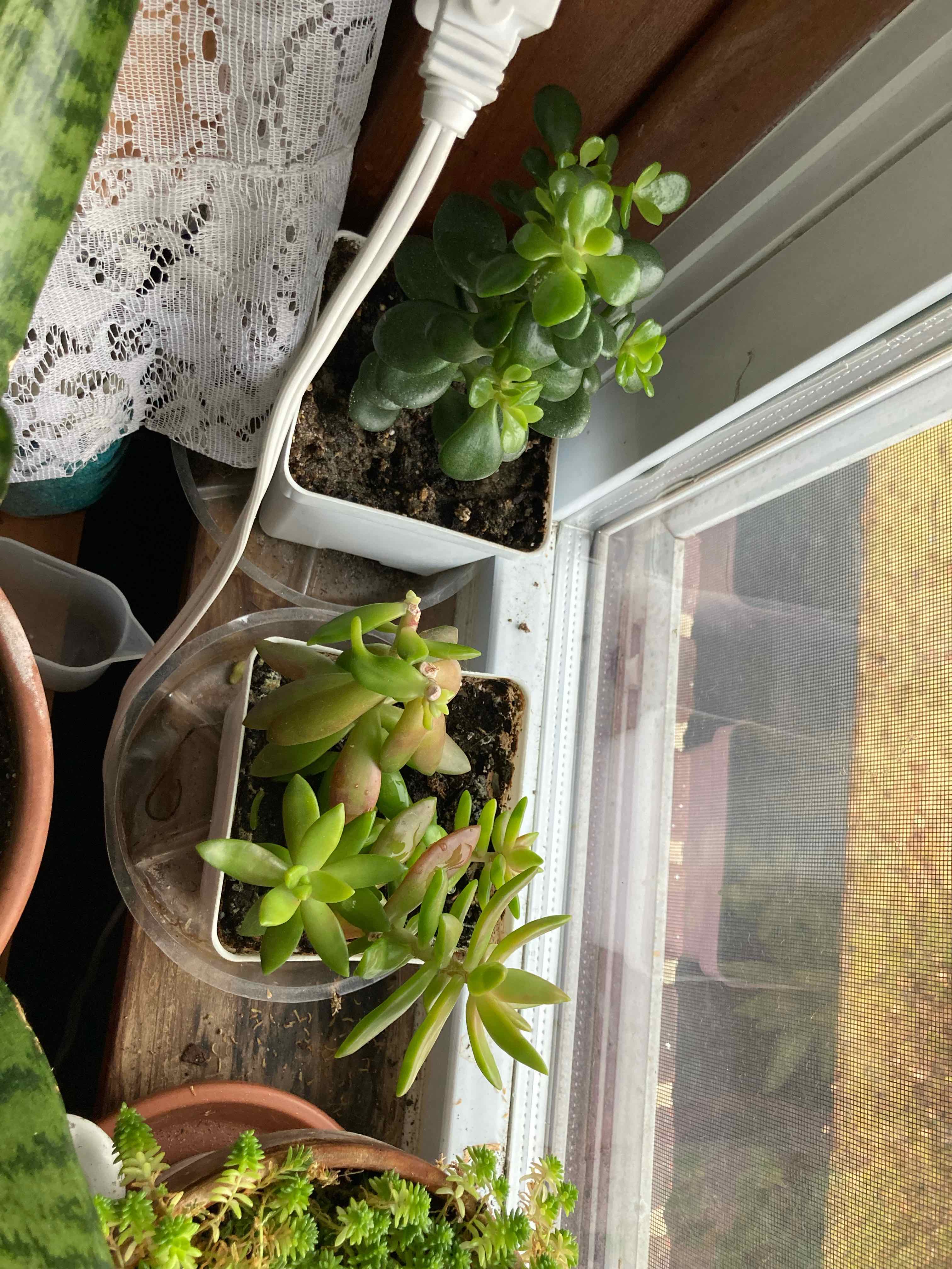 Image of multiple healthy succulent plants in small pots near a window.