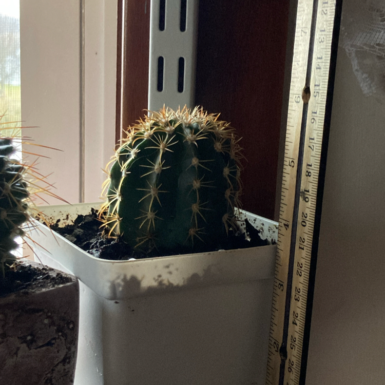 Texas Barrel Cactus in a white pot with visible soil, well-framed and in focus.
