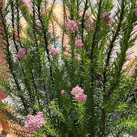 Photo of the plant species Riceflower by @KineticWinika named Oscar on Greg, the plant care app