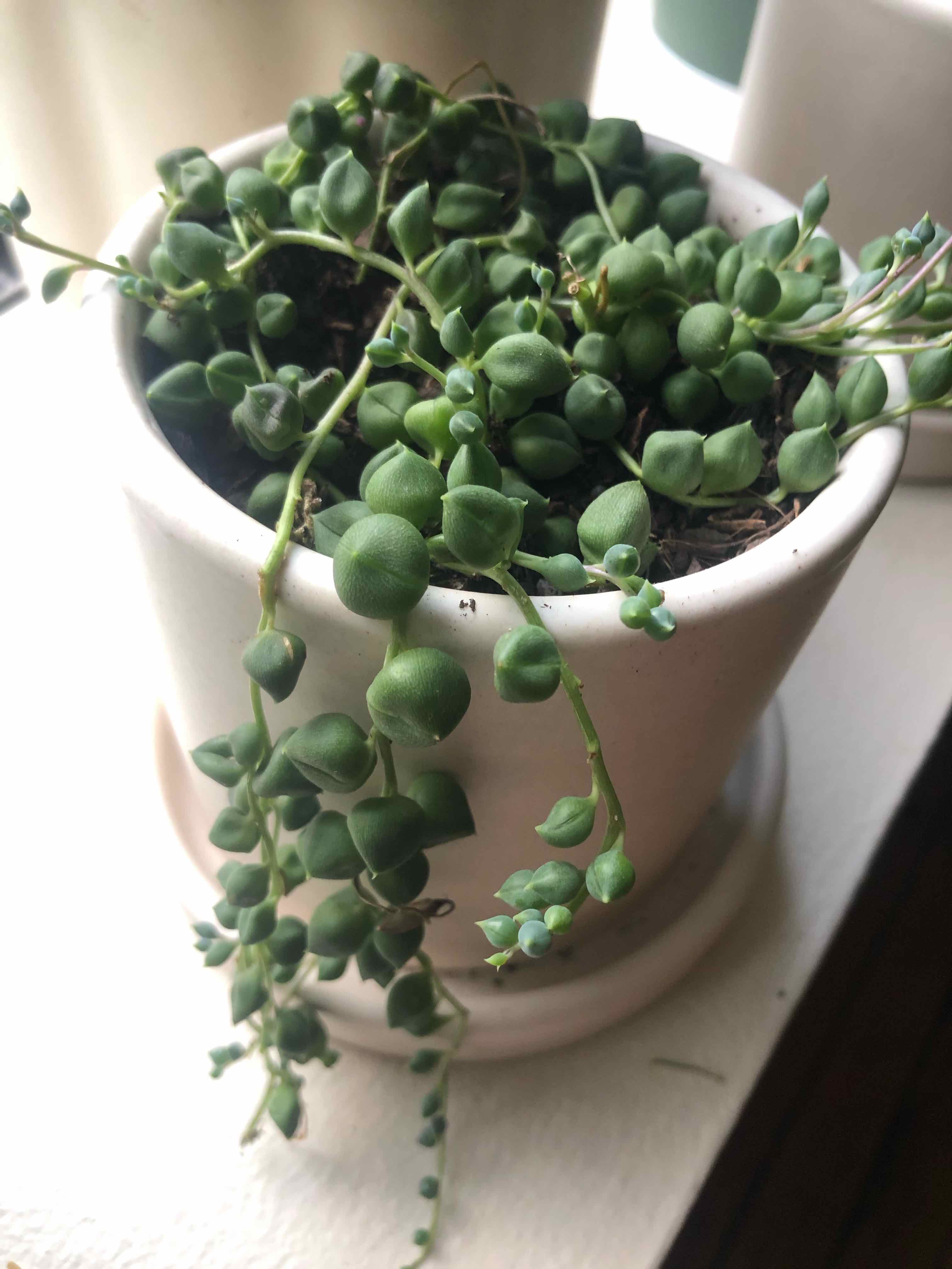 String of Pearls plant in a white pot, healthy with green, plump beads.