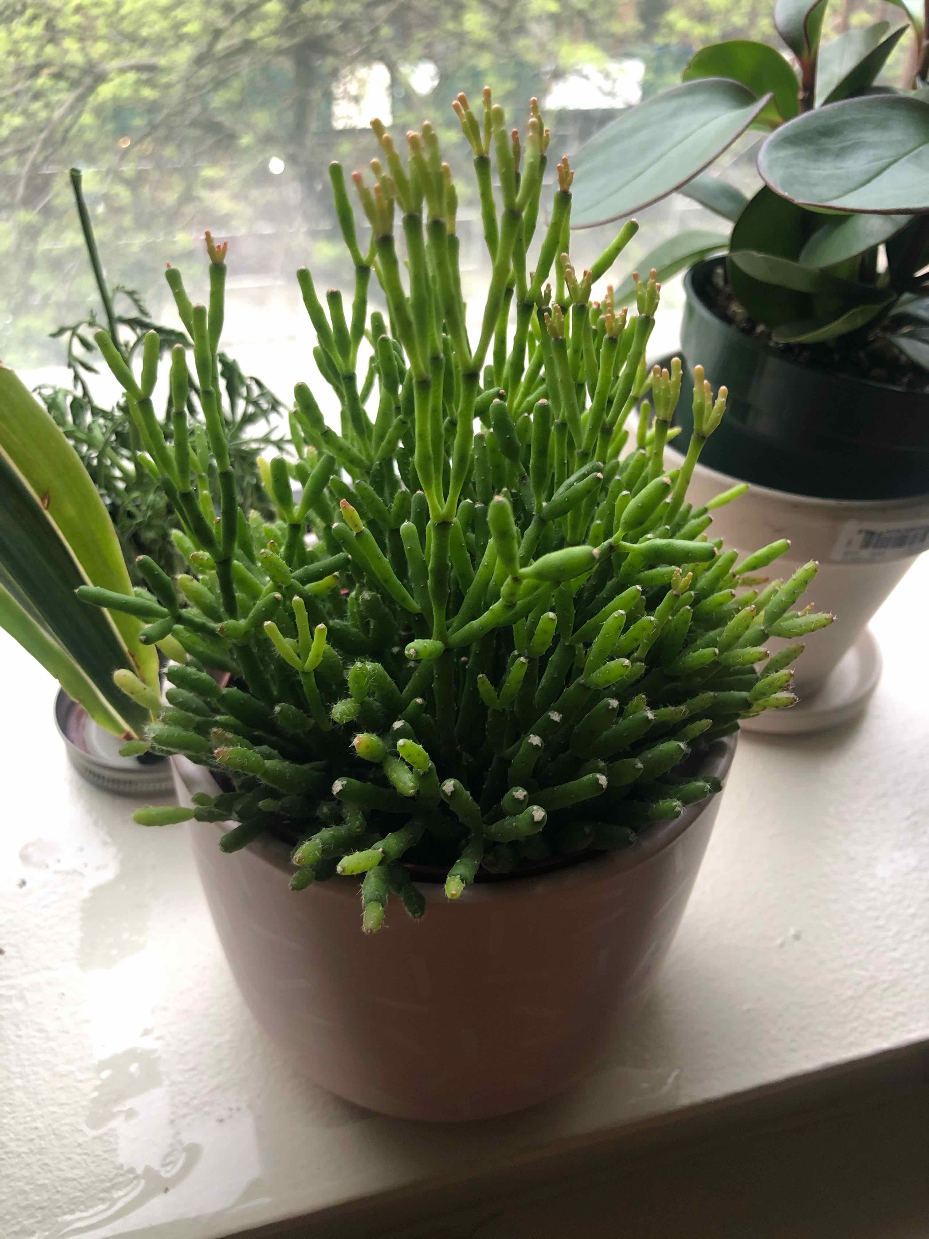 Potted Hairy Stemmed Rhipsalis plant with vibrant green stems, indoors near a window.