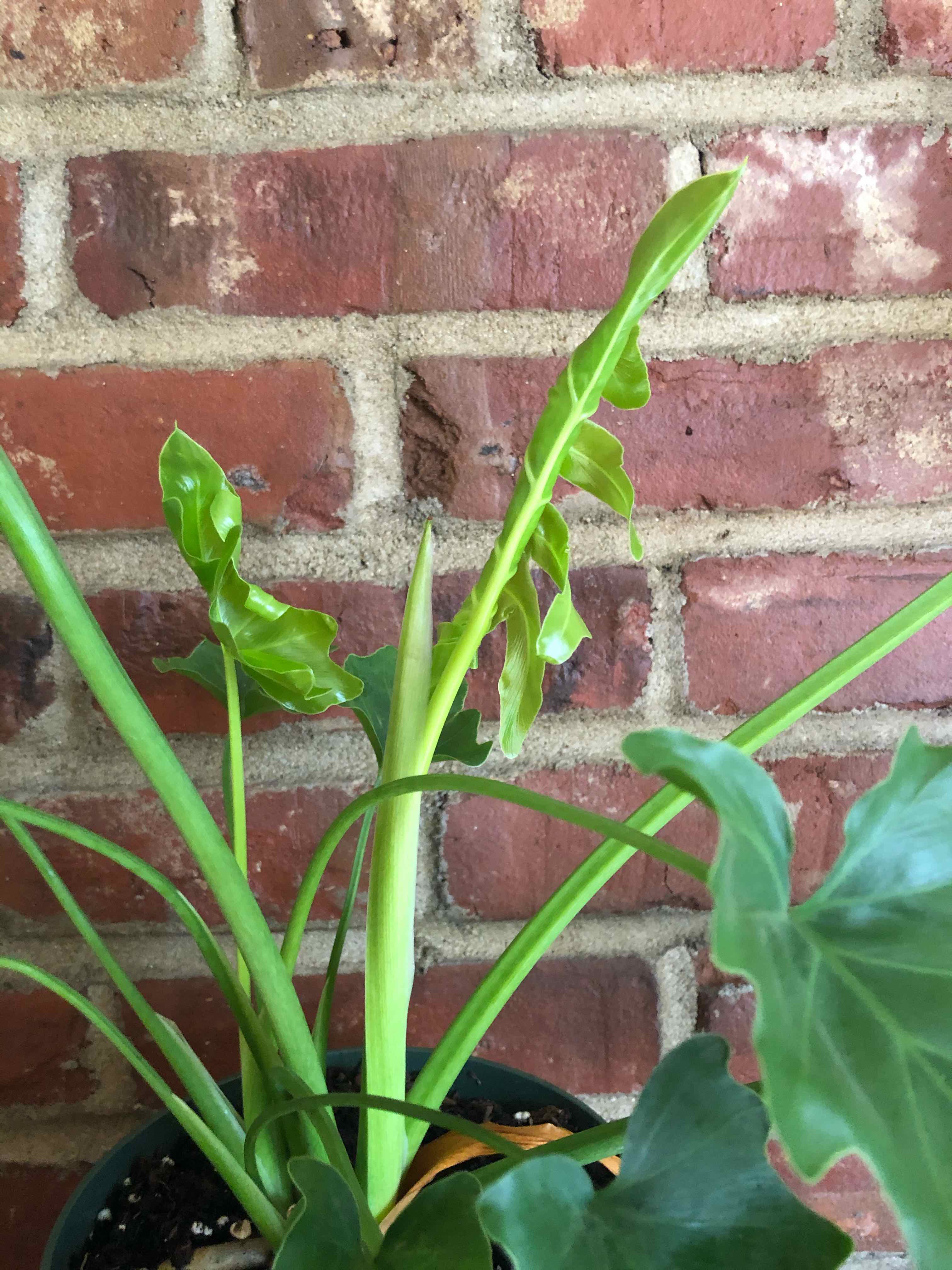 Philodendron 'Hope Selloum' plant against a brick wall, healthy with vibrant green leaves.