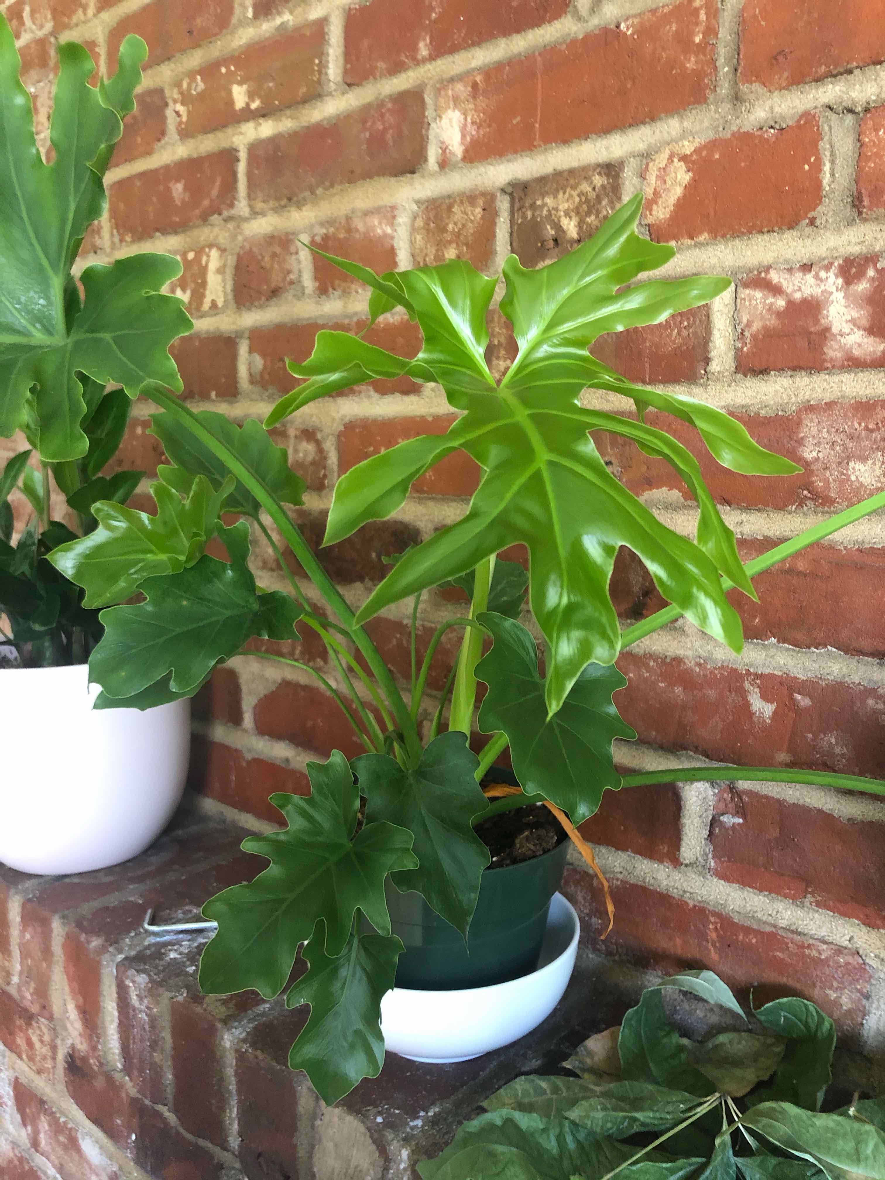 Philodendron 'Hope Selloum' plant in a pot against a brick wall, healthy green leaves.