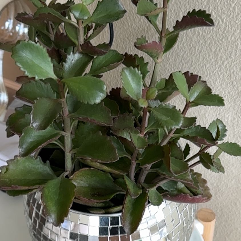 Photo of the plant species Kalanchoe longiflora var. coccinea by @EpitomeTwister named Flora on Greg, the plant care app