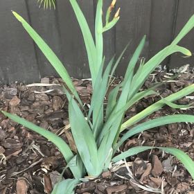 Photo of the plant species Blue Iris by @BoldButterbush named Willow on Greg, the plant care app