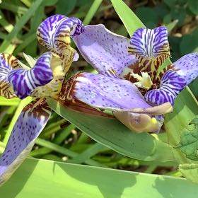 Photo of the plant species Trimezia gracilis by @ExecJeffersonia named Prince on Greg, the plant care app
