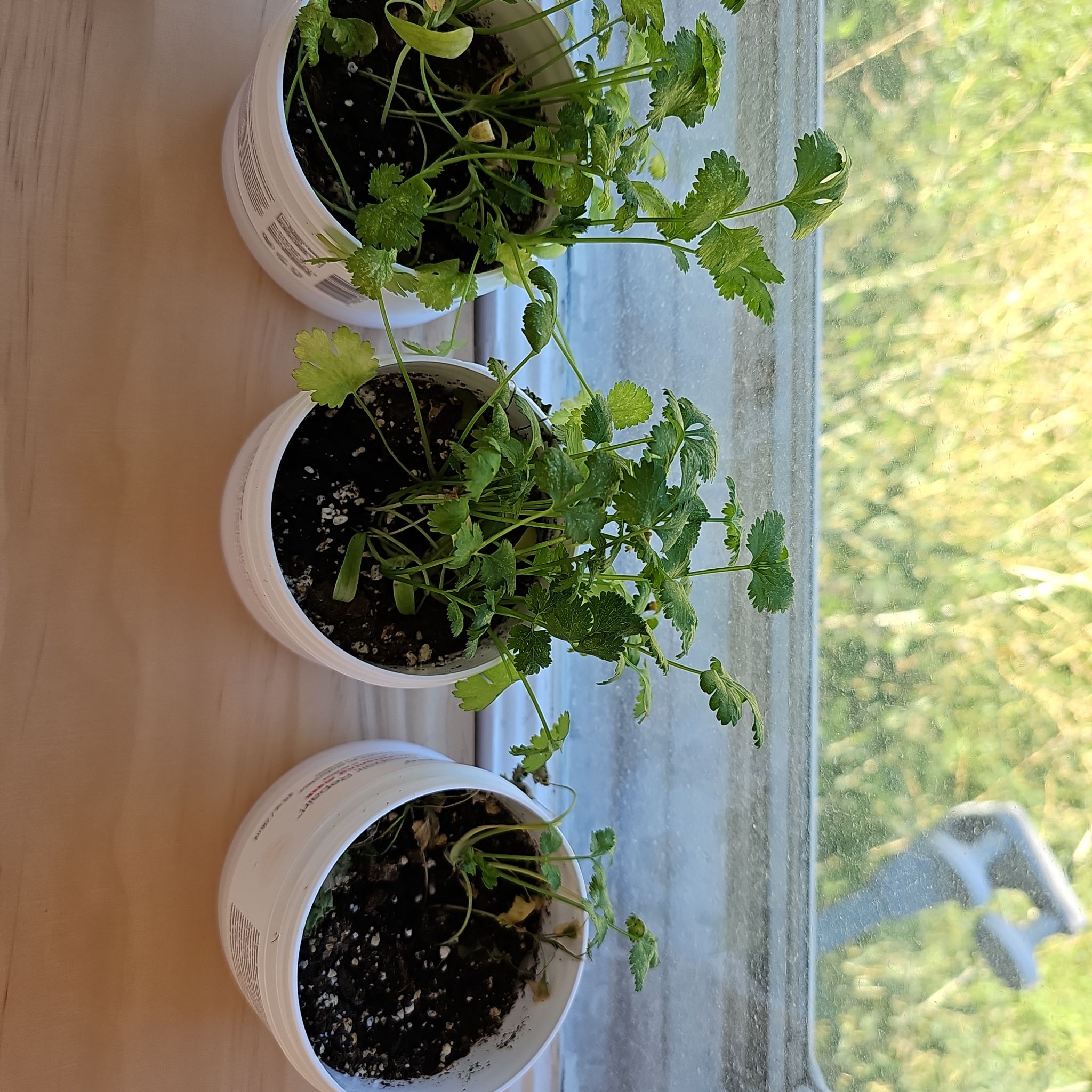 Silly Antronio the 1st 2nd and 3rd