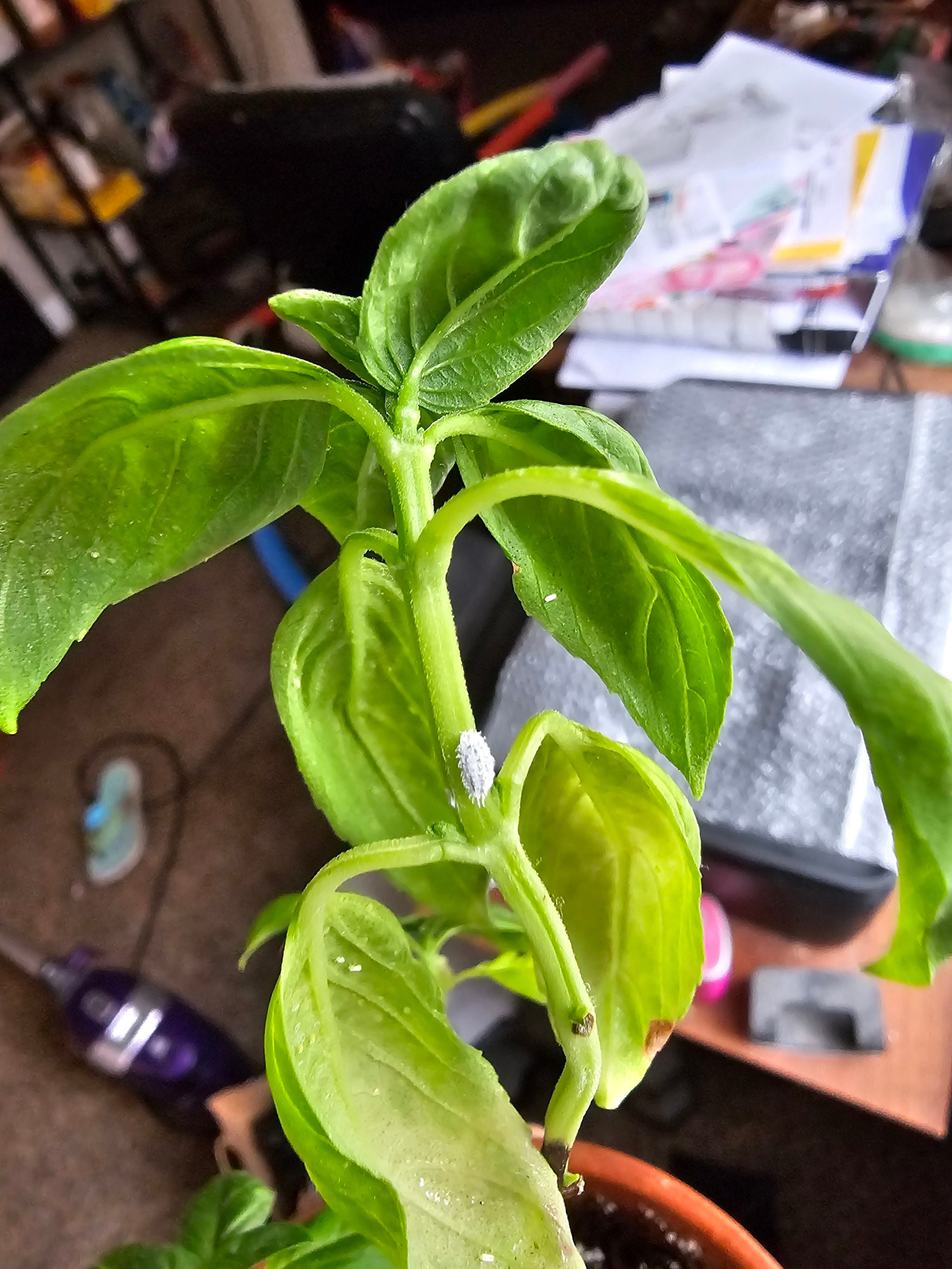 Everleaf Basil Plant Care Water, Light, Nutrients Greg App 🌱