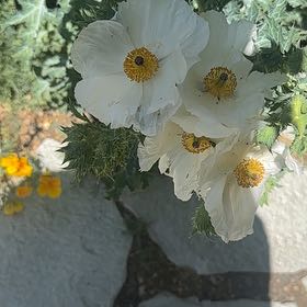 Photo of the plant species Bluestem Pricklypoppy by @ZanyBrakefern named Planty on Greg, the plant care app