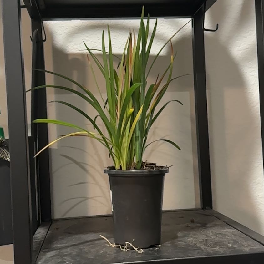 Photo of the plant species Super Blue Lilyturf by @ZanyBrakefern named Kendall on Greg, the plant care app